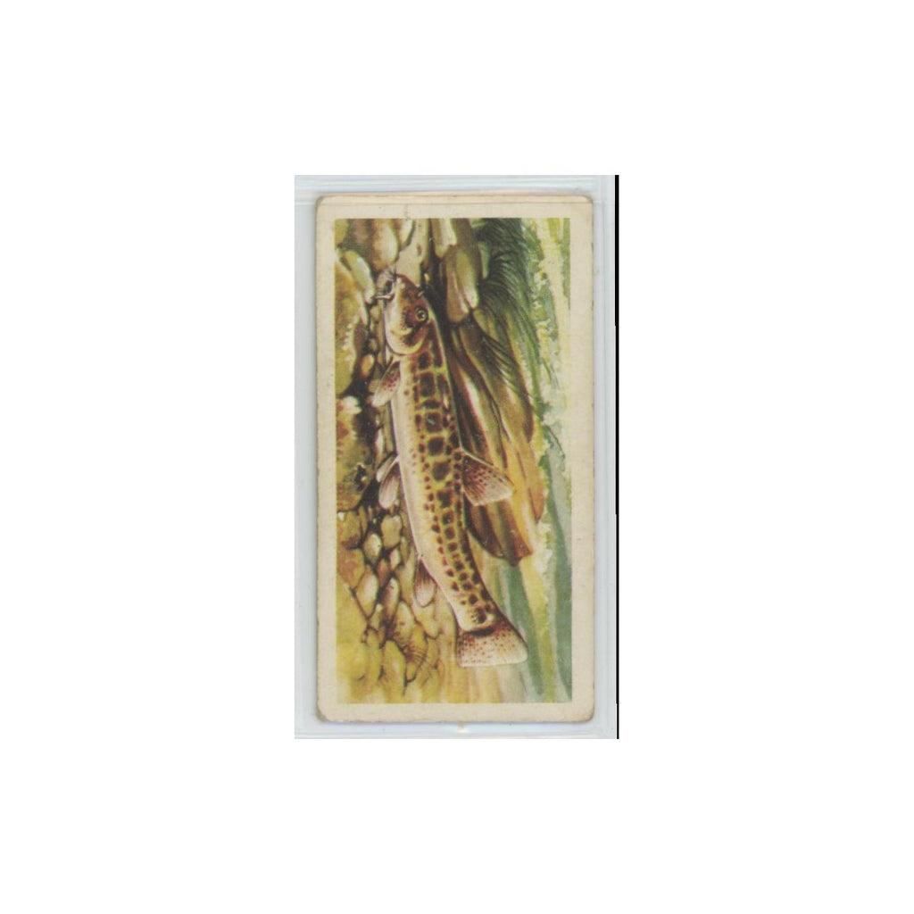 1960 Brooke Bond Freshwater Fish Stone Loach #17