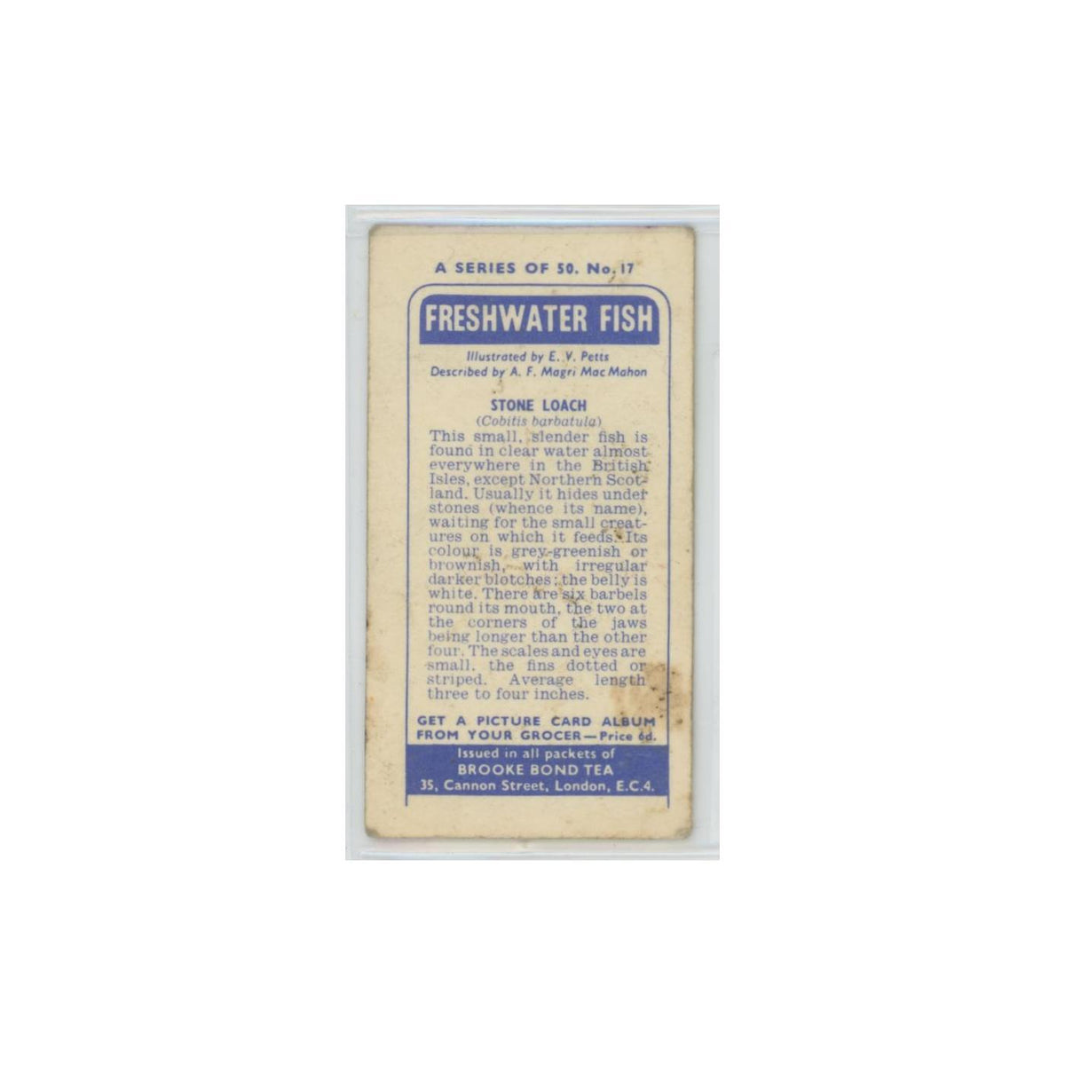 1960 Brooke Bond Freshwater Fish Stone Loach #17