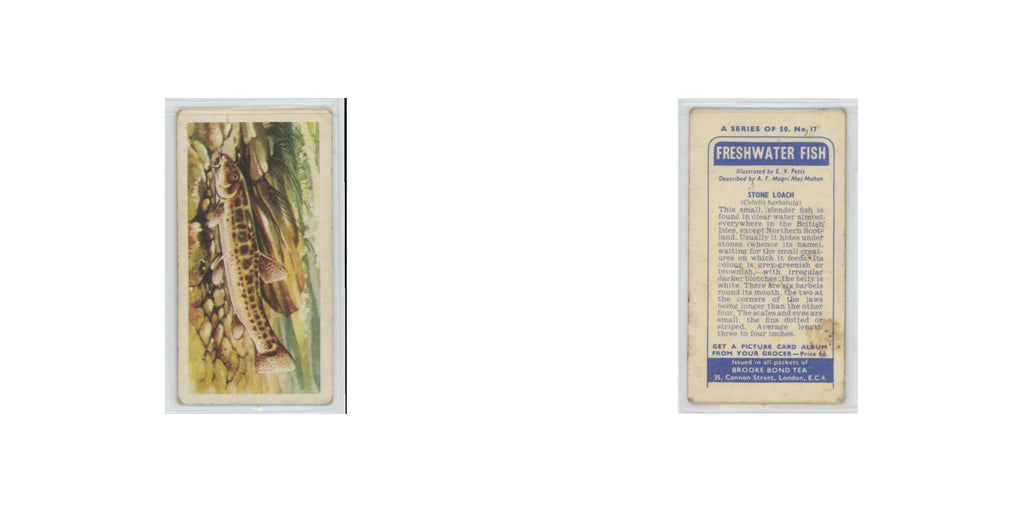 1960 Brooke Bond Freshwater Fish Stone Loach #17