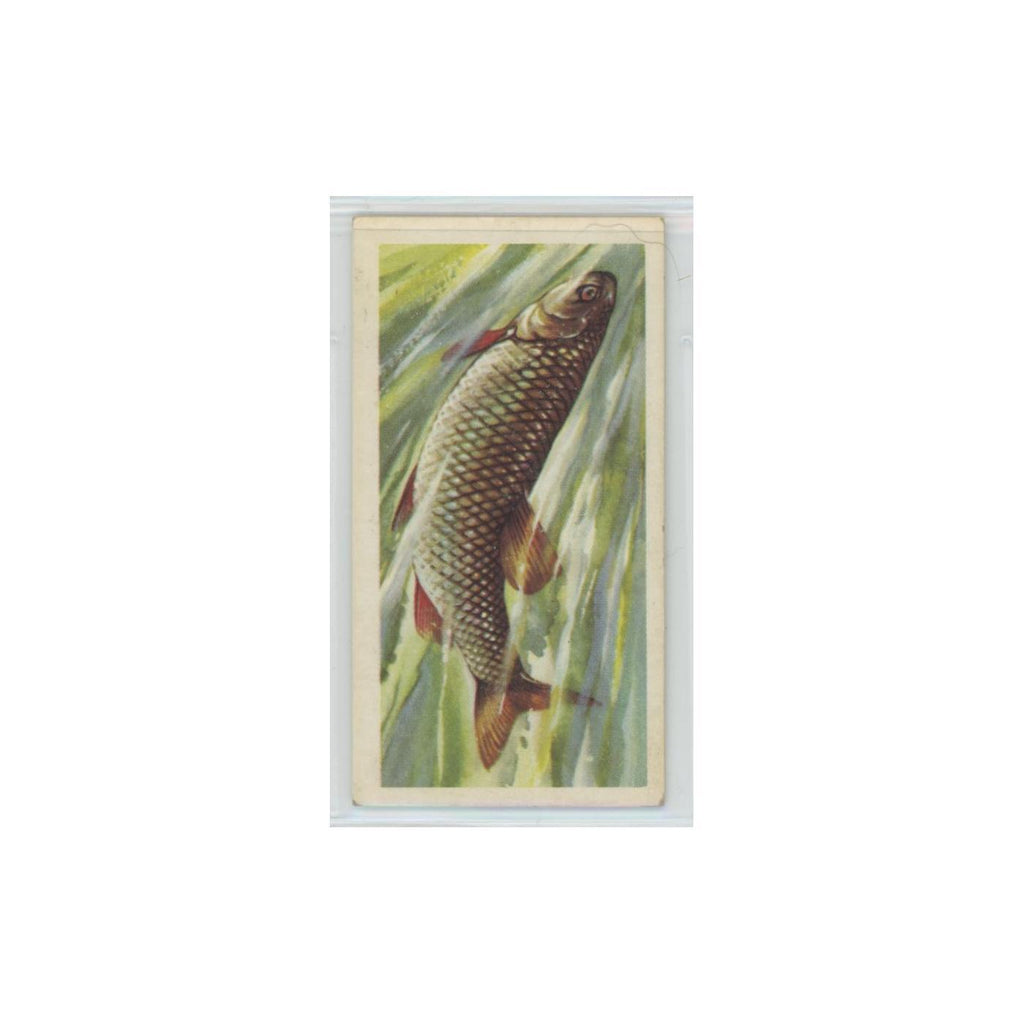 1960 Brooke Bond Freshwater Fish Chub #9