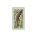 1960 Brooke Bond Freshwater Fish Chub #9
