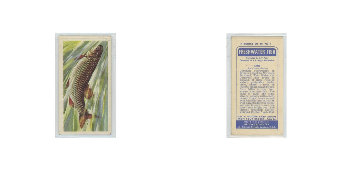 1960 Brooke Bond Freshwater Fish Chub #9