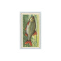 1960 Brooke Bond Freshwater Fish Rudd #14