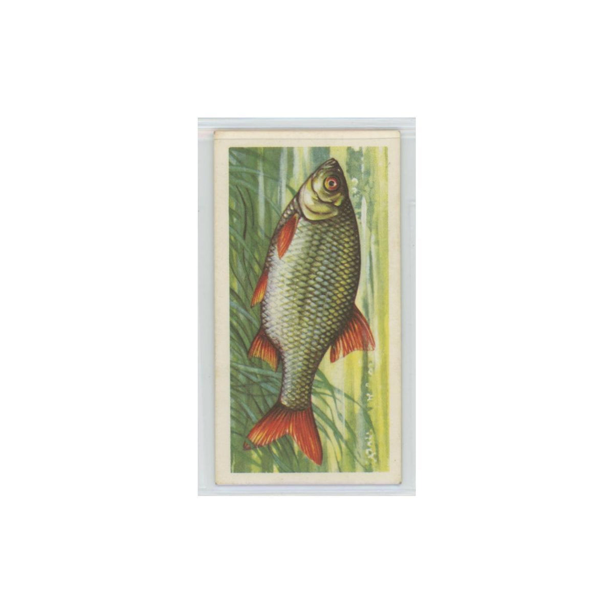 1960 Brooke Bond Freshwater Fish Rudd #14