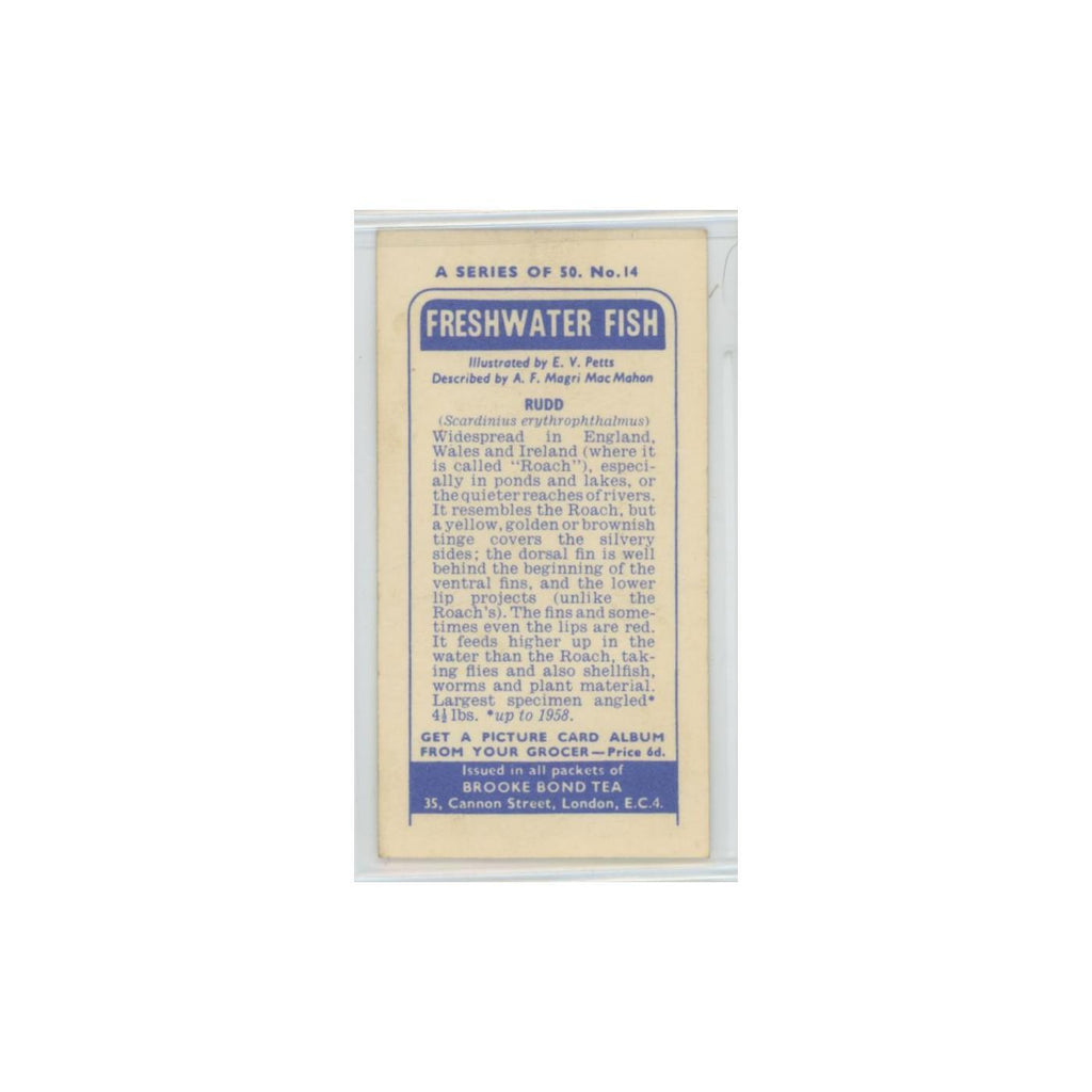 1960 Brooke Bond Freshwater Fish Rudd #14