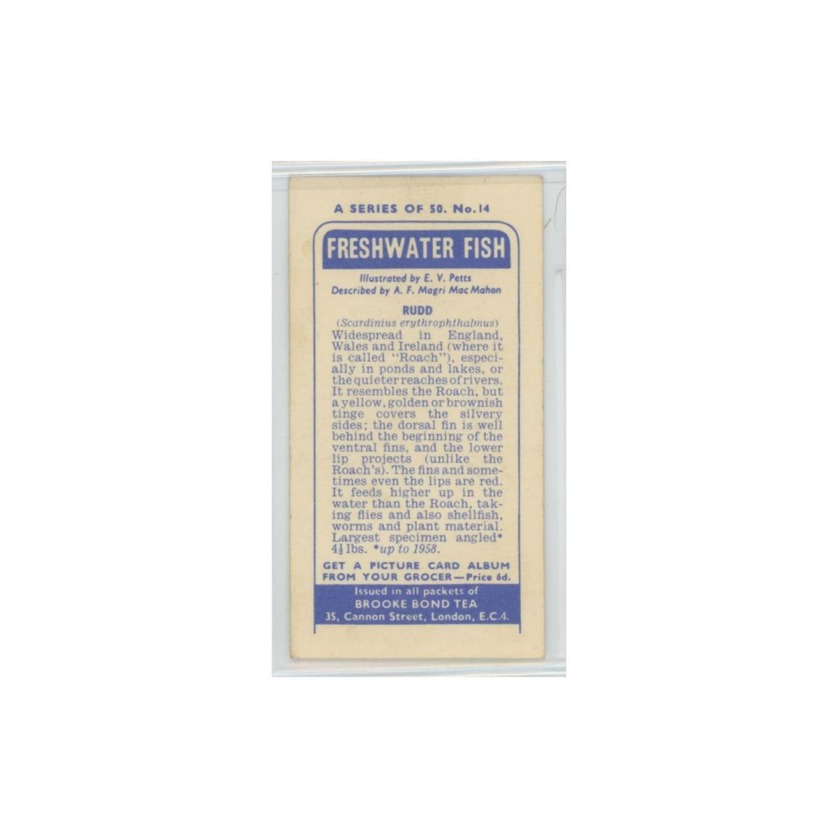 1960 Brooke Bond Freshwater Fish Rudd #14