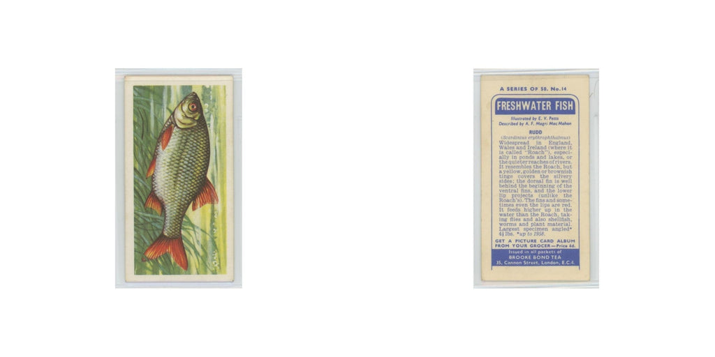 1960 Brooke Bond Freshwater Fish Rudd #14