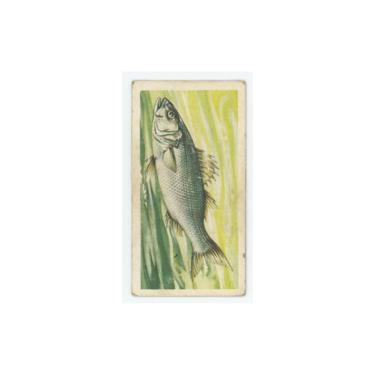 1960 Brooke Bond Freshwater Fish Bass #48