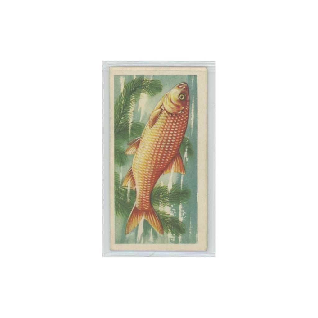 1960 Brooke Bond Freshwater Fish Golden Orfe #8