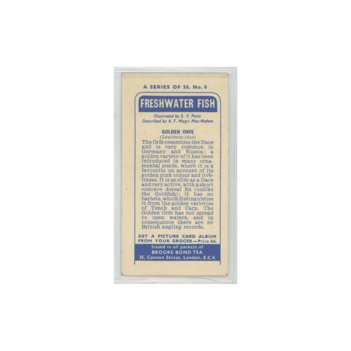 1960 Brooke Bond Freshwater Fish Golden Orfe #8