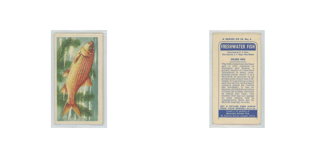 1960 Brooke Bond Freshwater Fish Golden Orfe #8