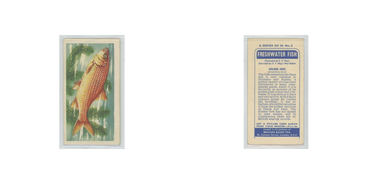 1960 Brooke Bond Freshwater Fish Golden Orfe #8