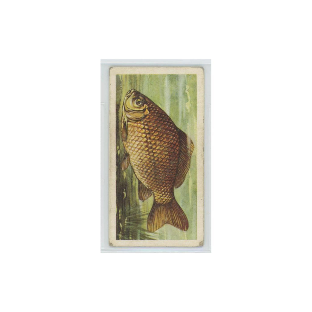 1960 Brooke Bond Freshwater Fish Crucian Carp #4