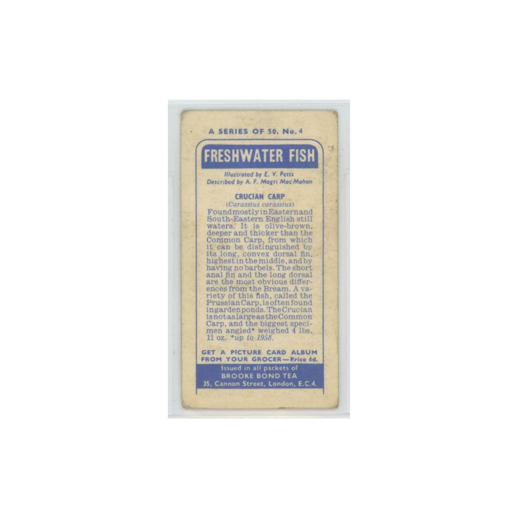 1960 Brooke Bond Freshwater Fish Crucian Carp #4