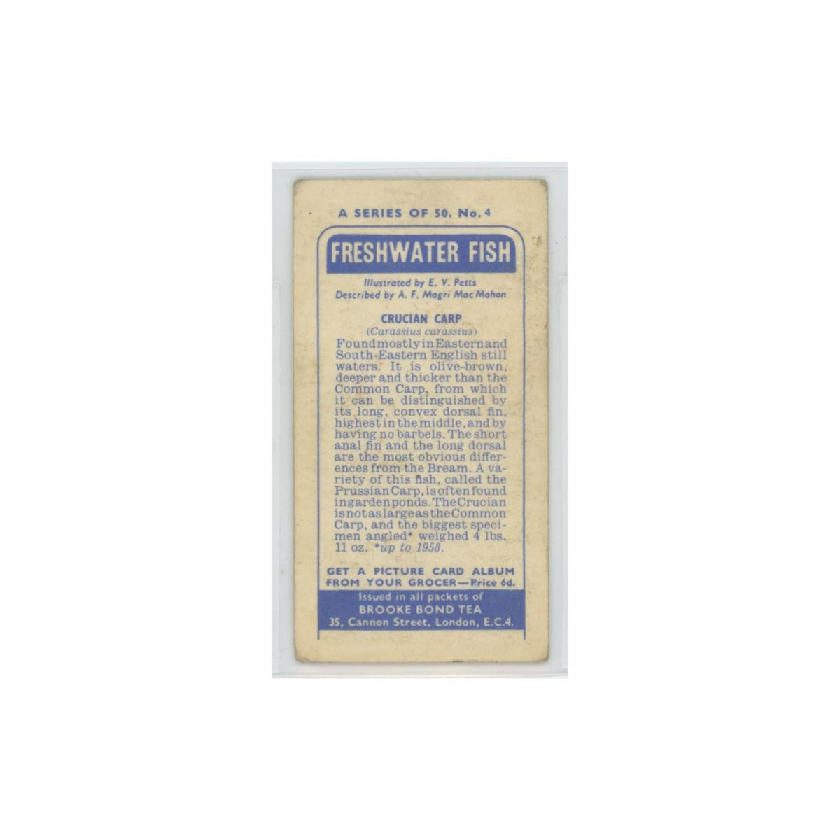 1960 Brooke Bond Freshwater Fish Crucian Carp #4