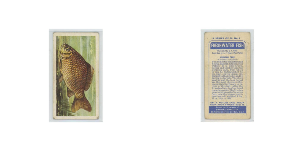 1960 Brooke Bond Freshwater Fish Crucian Carp #4