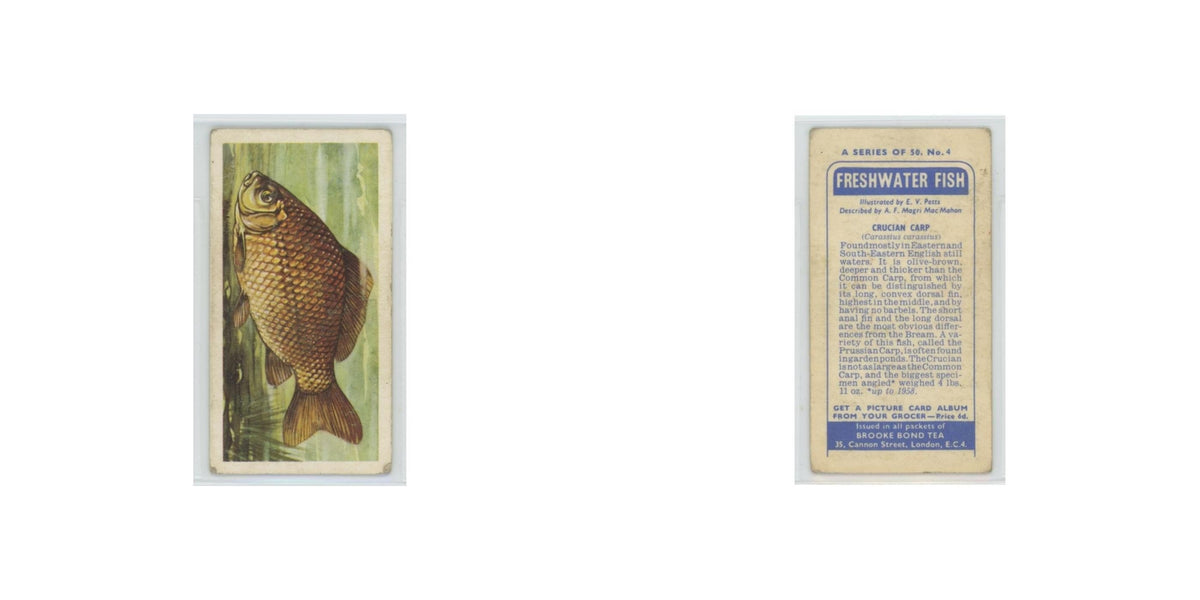 1960 Brooke Bond Freshwater Fish Crucian Carp #4