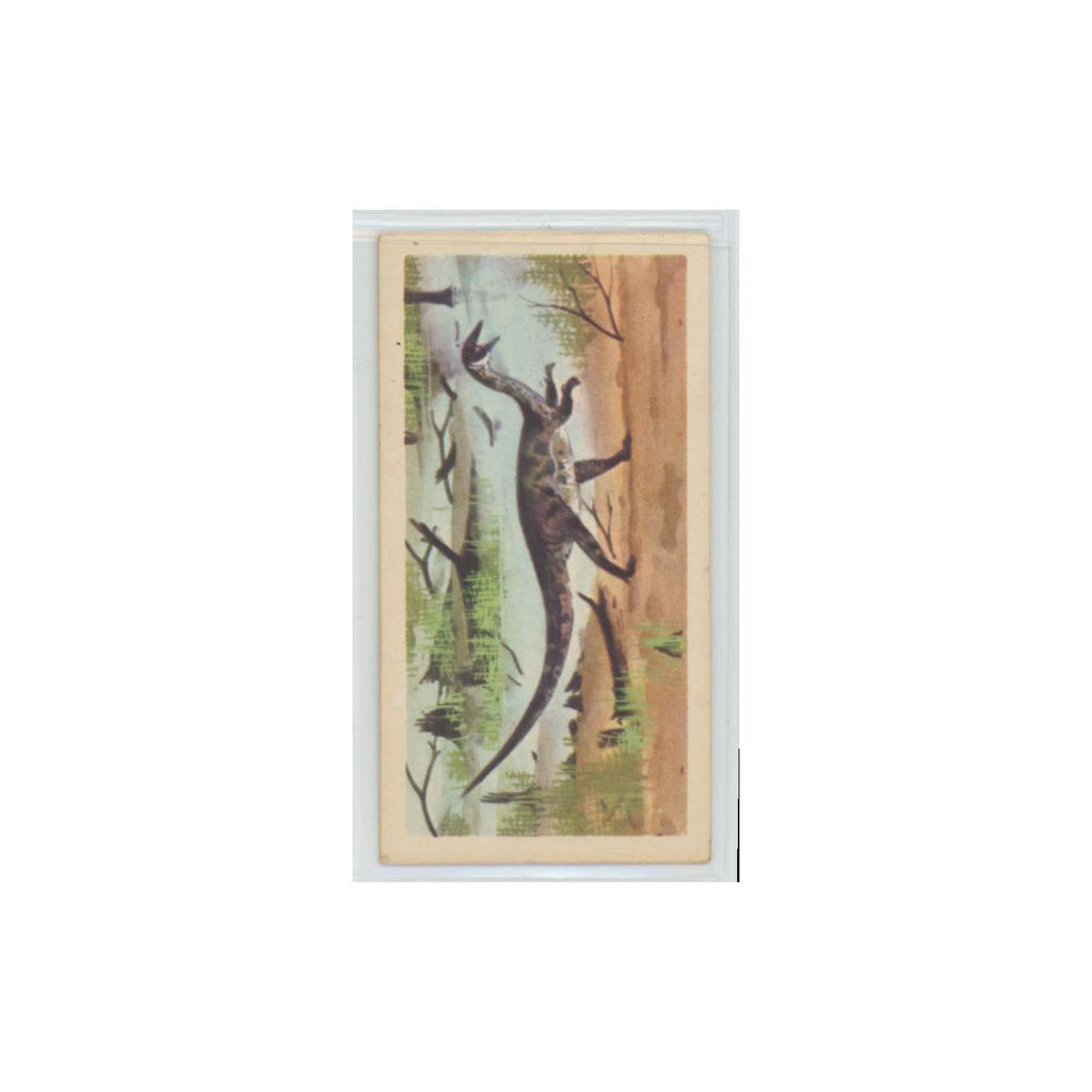 1972 Brooke Bond Prehistoric Animals Coelophysis #13