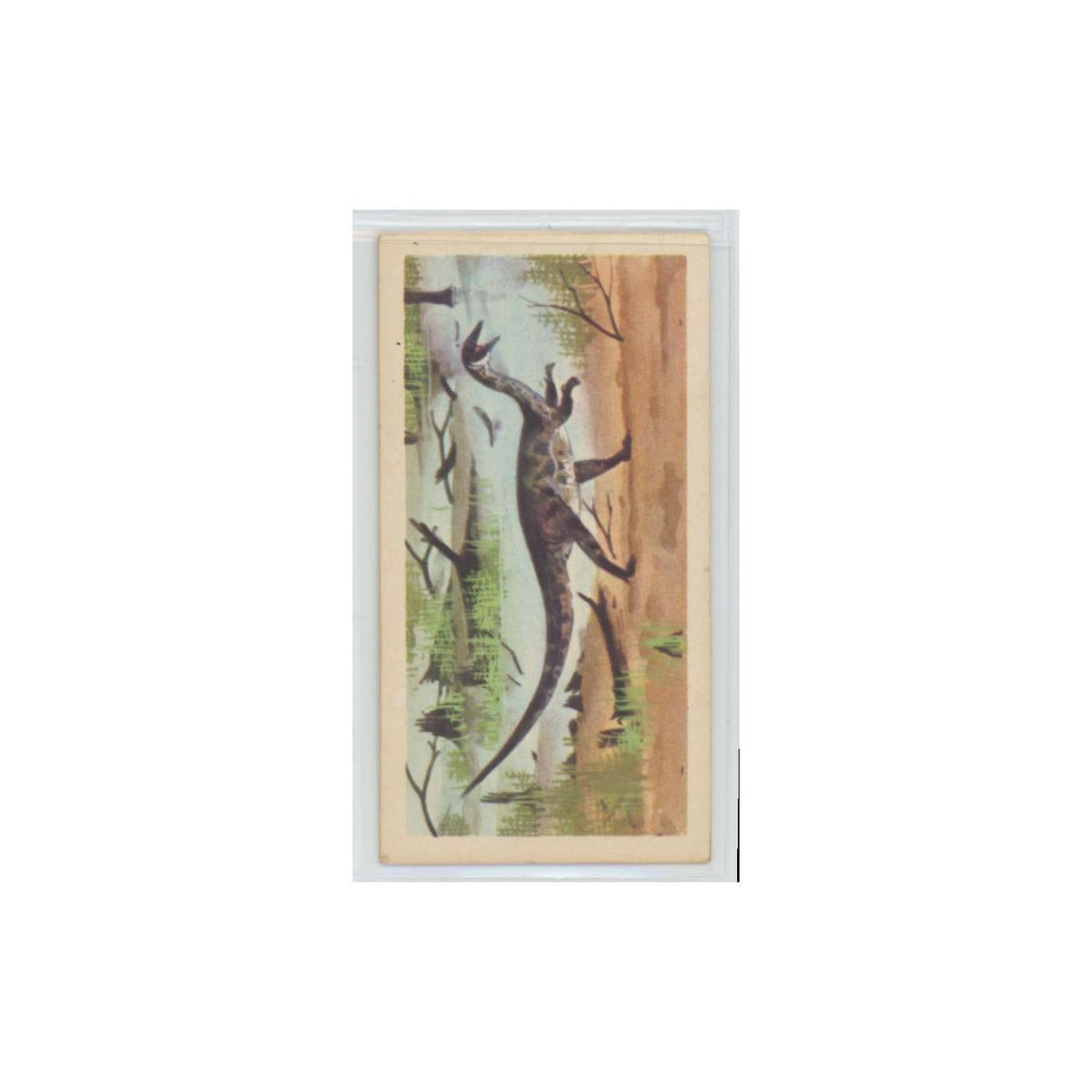 1972 Brooke Bond Prehistoric Animals Coelophysis #13