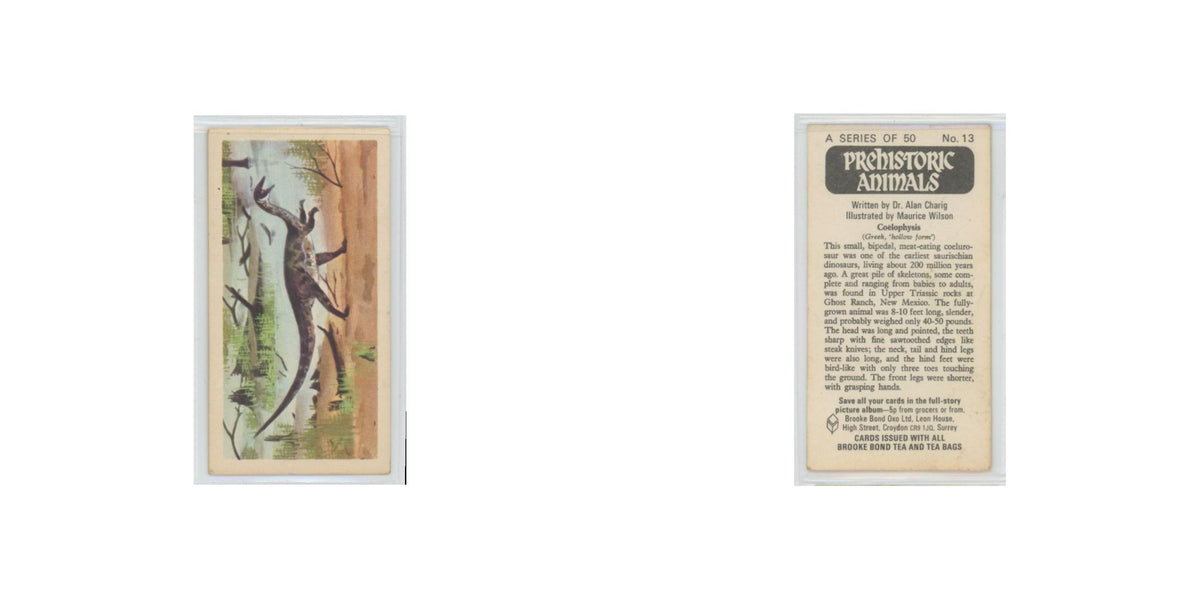 1972 Brooke Bond Prehistoric Animals Coelophysis #13