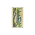 1960 Brooke Bond Freshwater Fish Grey Mullets #46