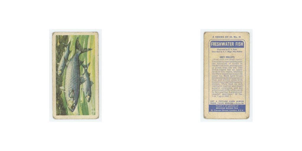 1960 Brooke Bond Freshwater Fish Grey Mullets #46