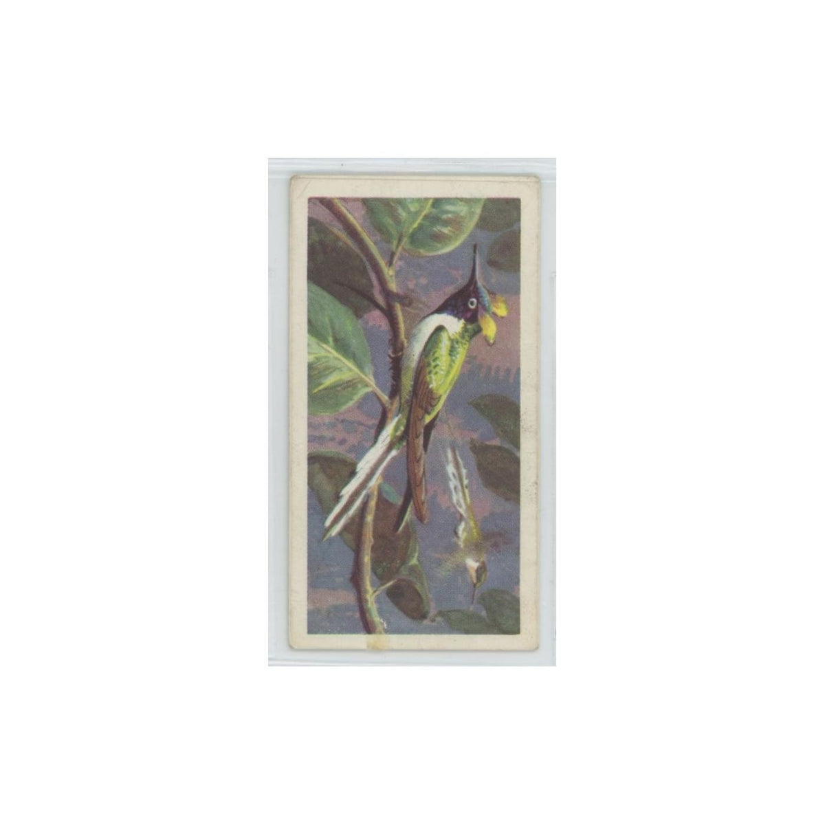 1961 Brooke Bond Tropical Birds Sun Gem #19