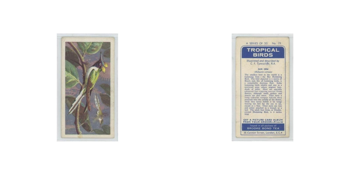 1961 Brooke Bond Tropical Birds Sun Gem #19