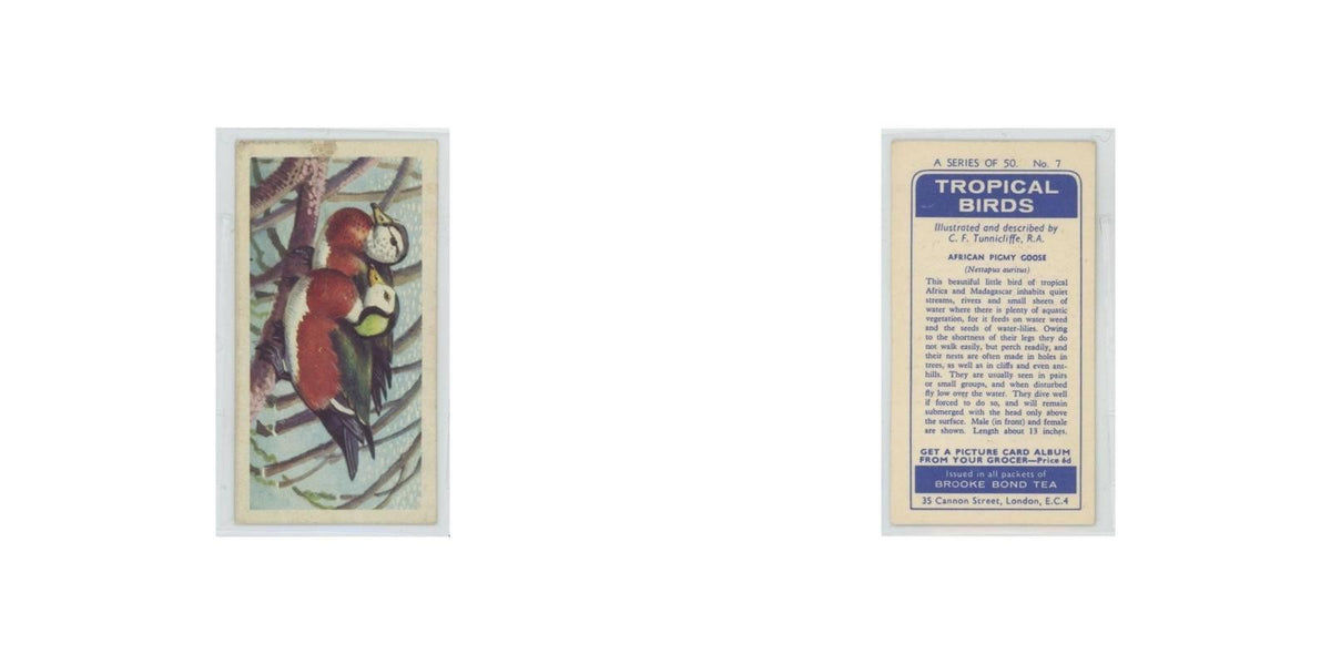1961 Brooke Bond Tropical Birds African Pigmy Goose #7