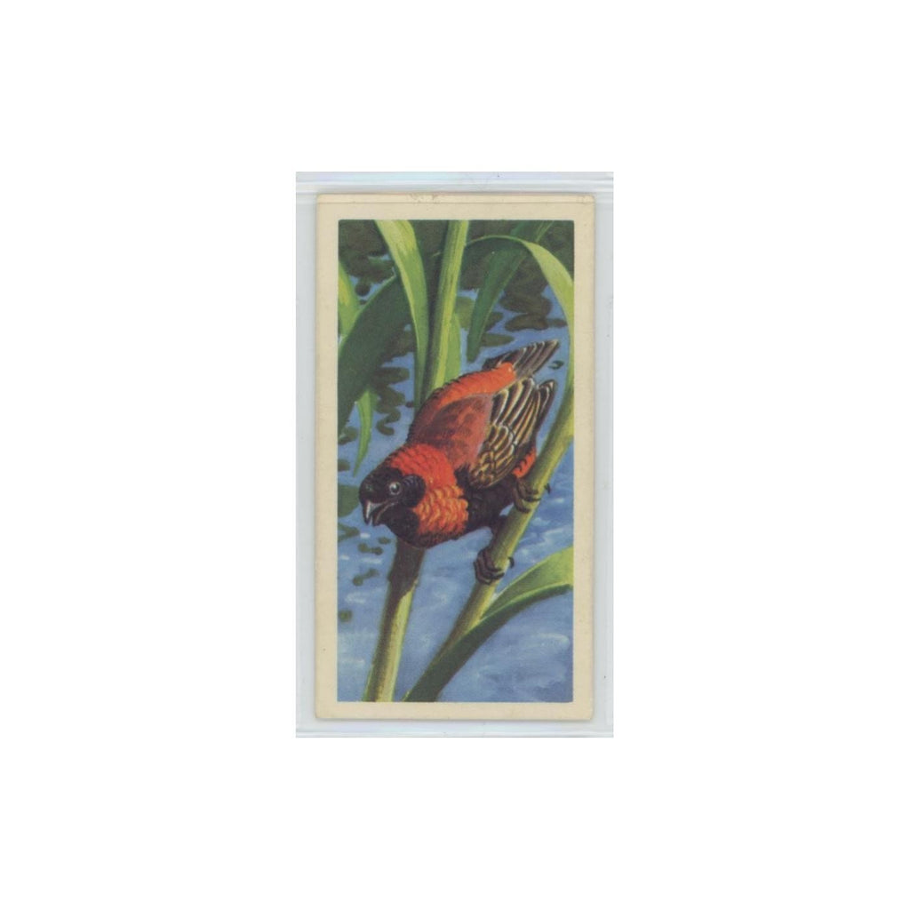1961 Brooke Bond Tropical Birds Red Bishop Bird #11