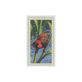 1961 Brooke Bond Tropical Birds Red Bishop Bird #11