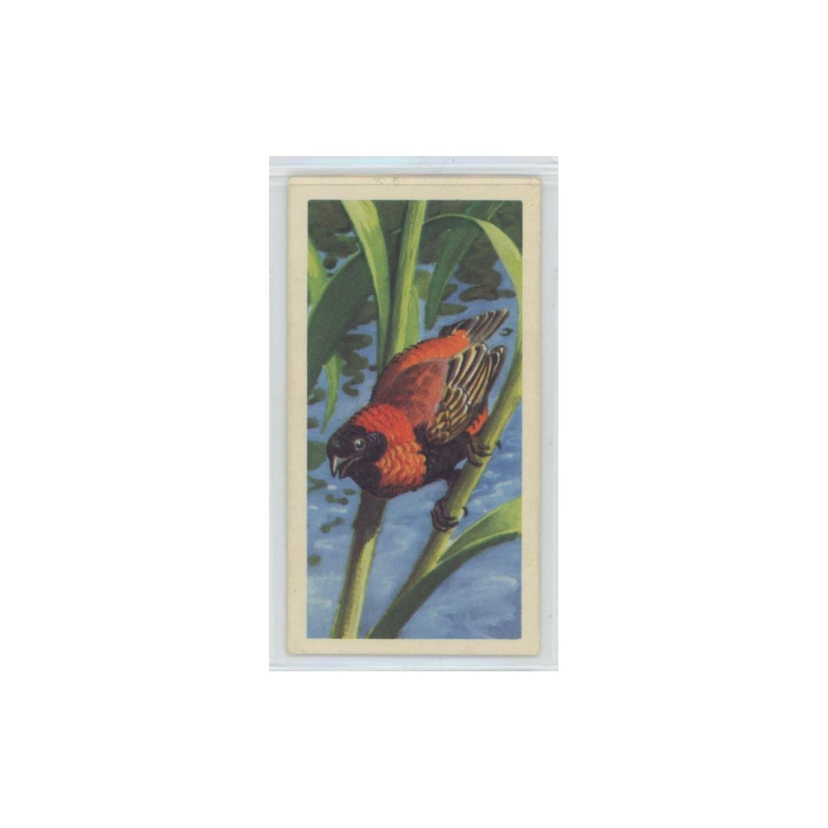1961 Brooke Bond Tropical Birds Red Bishop Bird #11