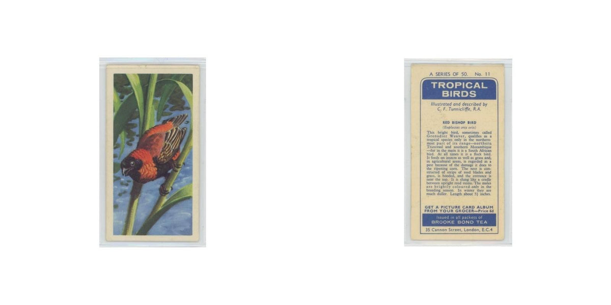 1961 Brooke Bond Tropical Birds Red Bishop Bird #11