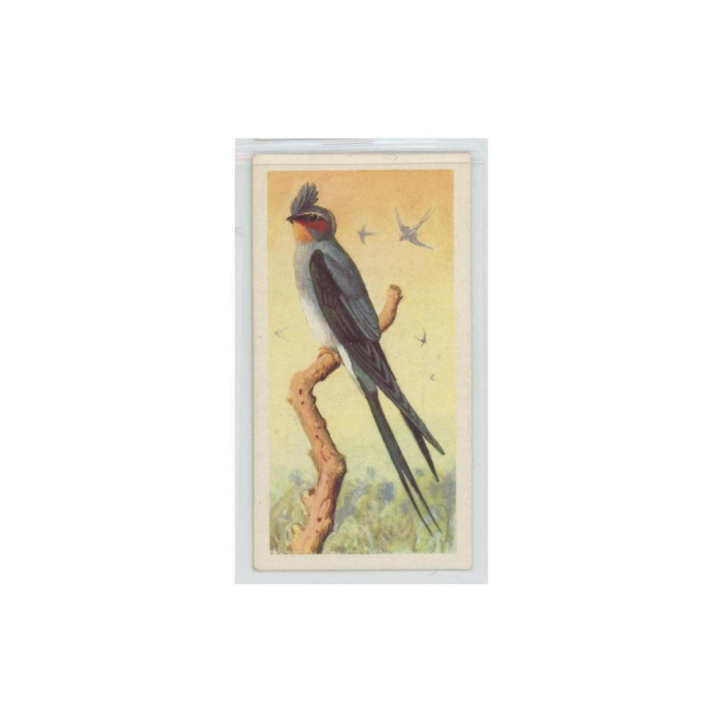 1961 Brooke Bond Tropical Birds Indian Crested Swift #38