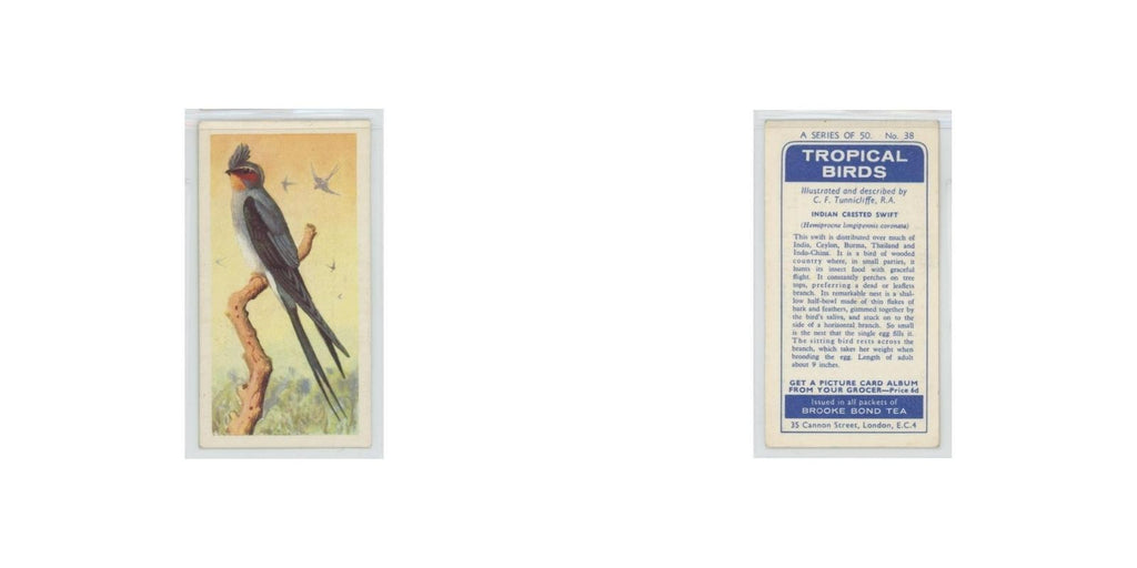 1961 Brooke Bond Tropical Birds Indian Crested Swift #38