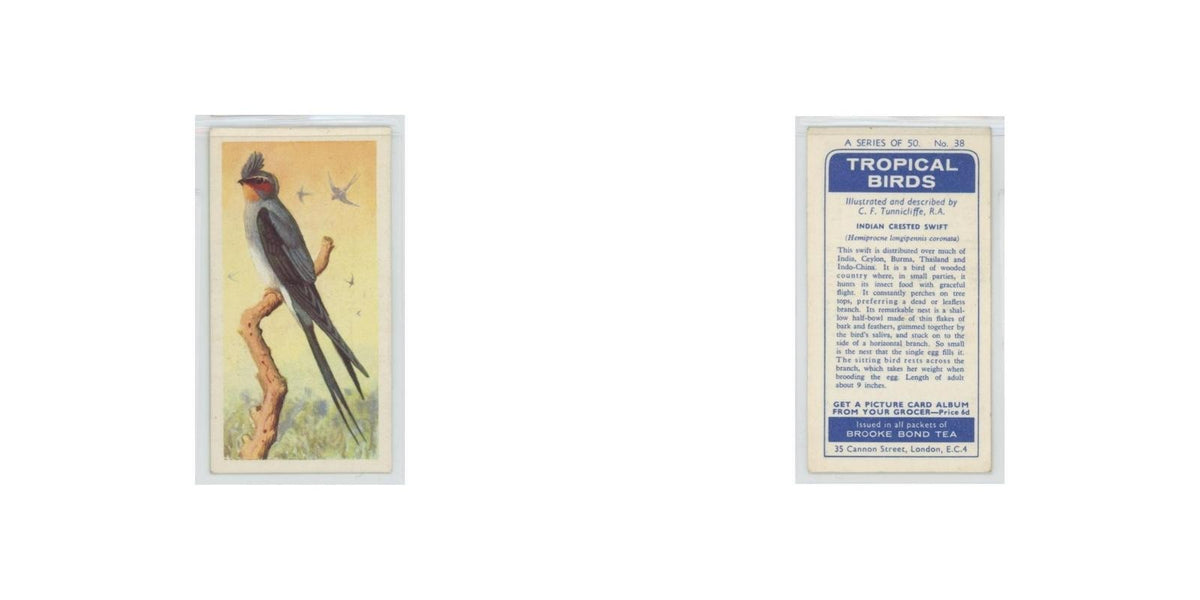 1961 Brooke Bond Tropical Birds Indian Crested Swift #38