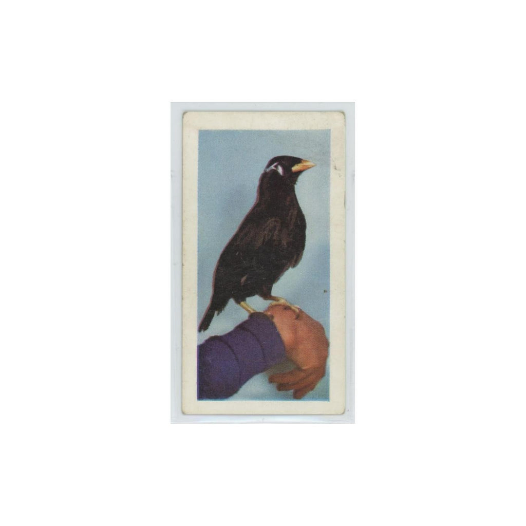 1960 Horniman's Tea Pets Mynah #27