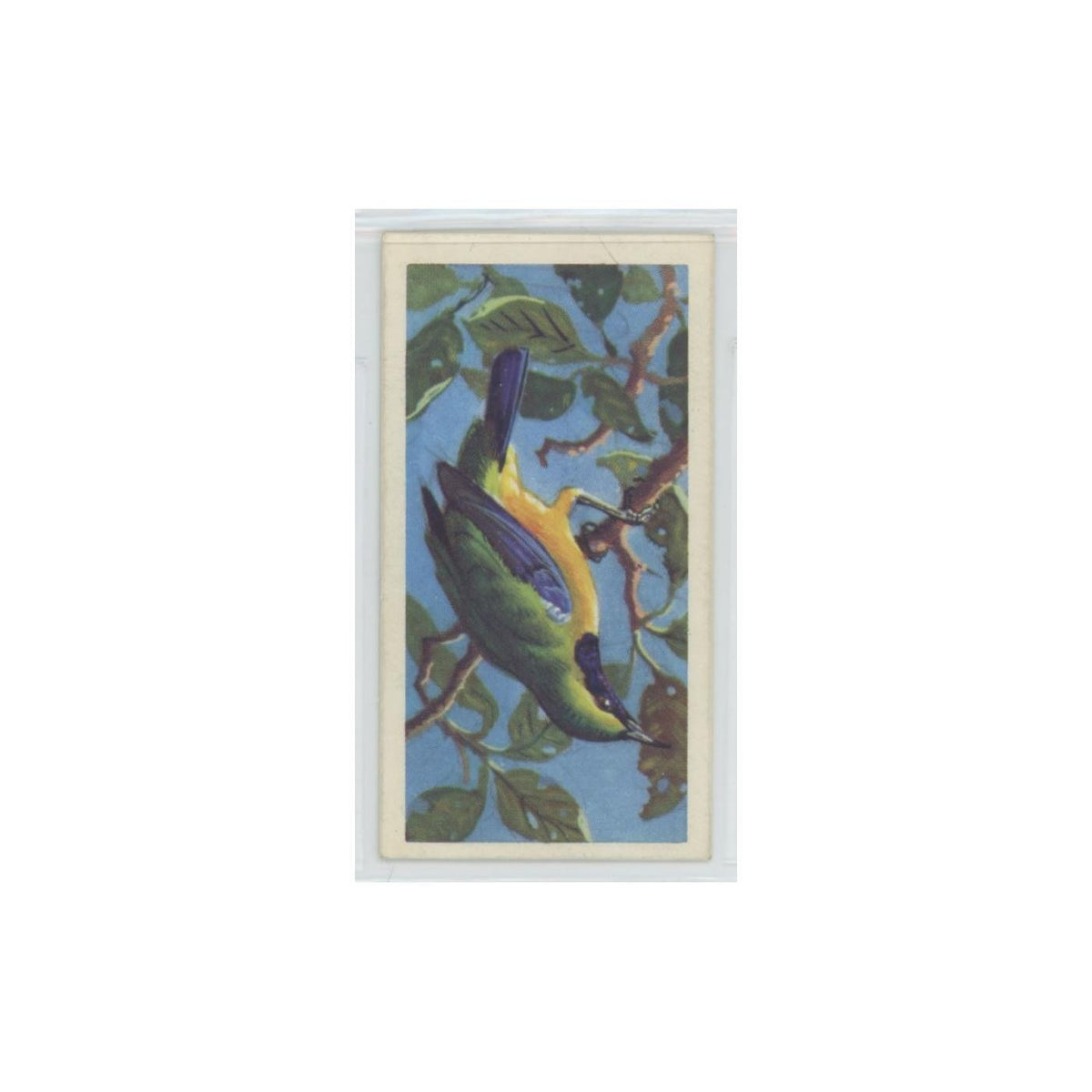 1961 Brooke Bond Tropical Birds Orange Bellied Chloropsis #37