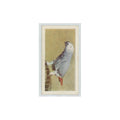 1960 Horniman's Tea Pets Grey Parrot #29