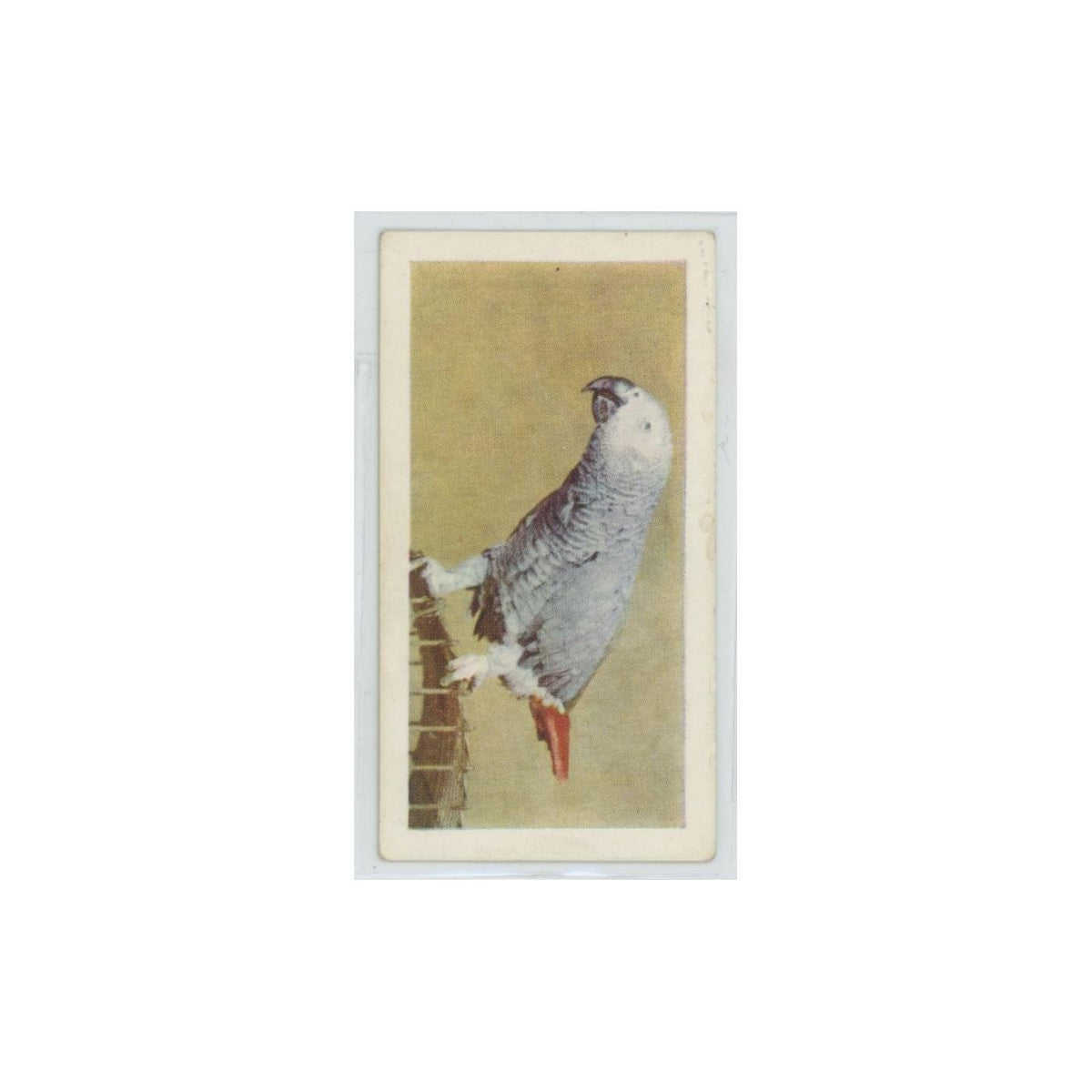 1960 Horniman's Tea Pets Grey Parrot #29