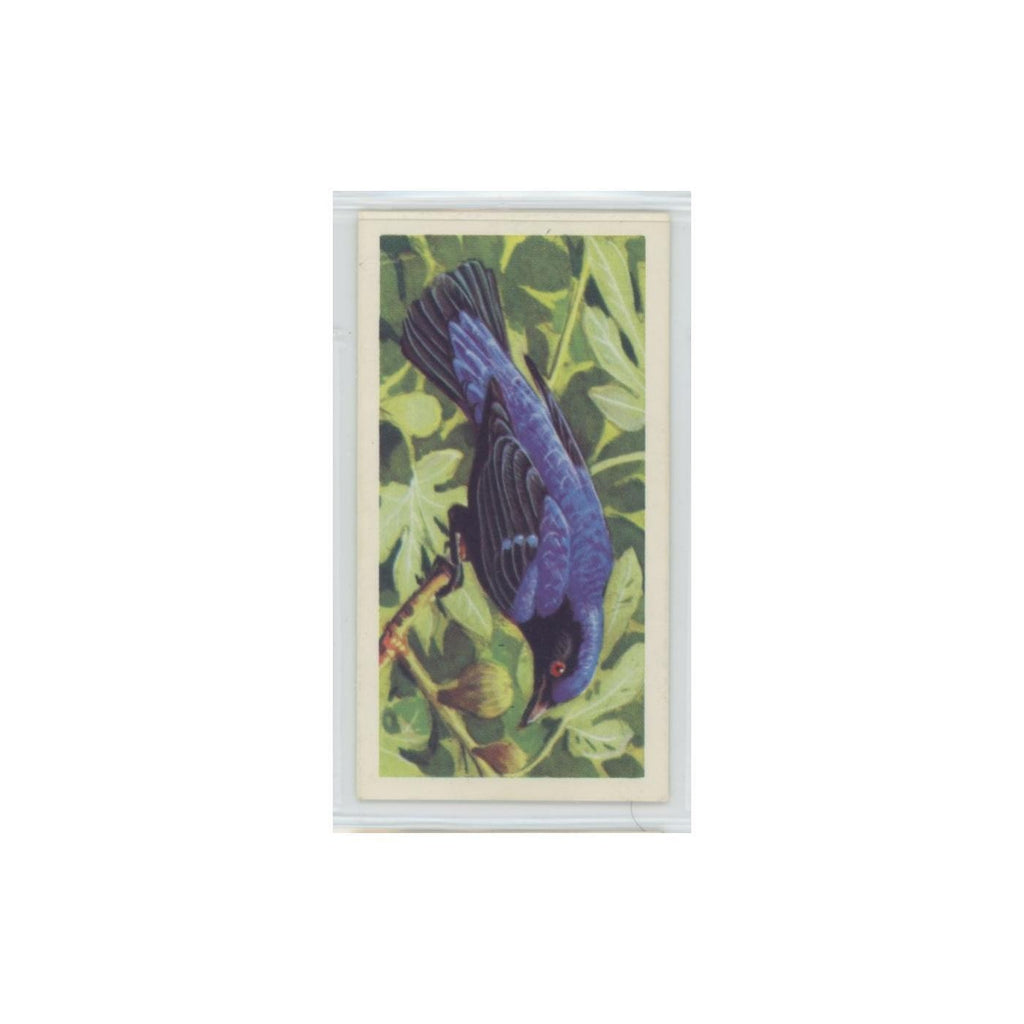 1961 Brooke Bond Tropical Birds Fairy Blue Bird #36