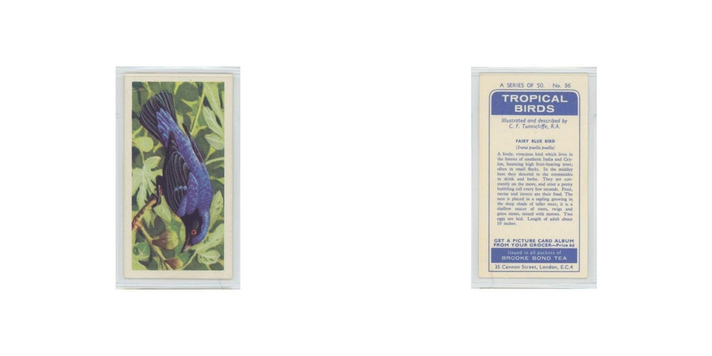 1961 Brooke Bond Tropical Birds Fairy Blue Bird #36