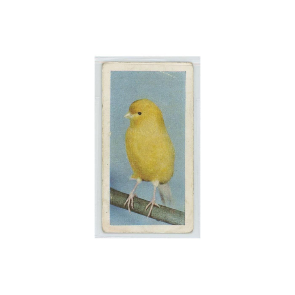 1960 Horniman's Tea Pets Canary #22