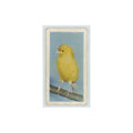 1960 Horniman's Tea Pets Canary #22