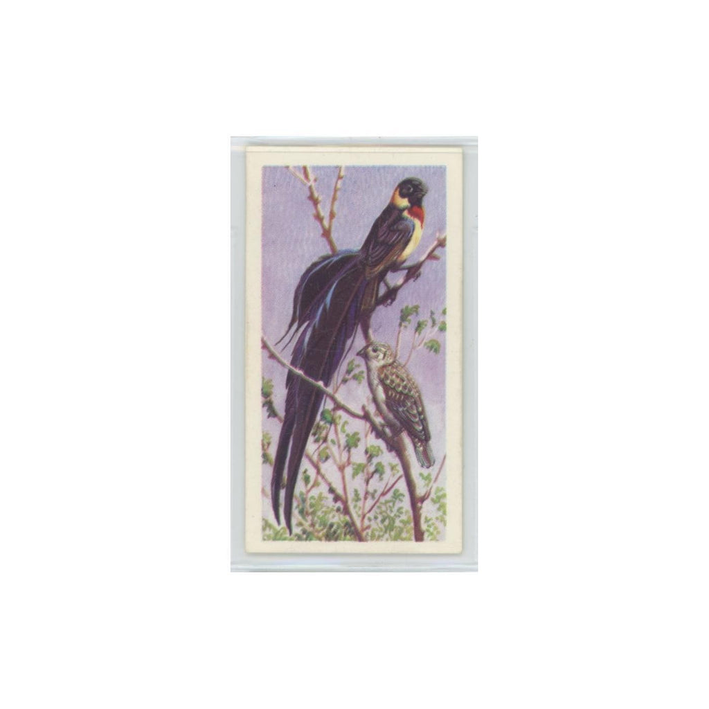 1961 Brooke Bond Tropical Birds Paradise Whydah #10