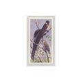 1961 Brooke Bond Tropical Birds Paradise Whydah #10