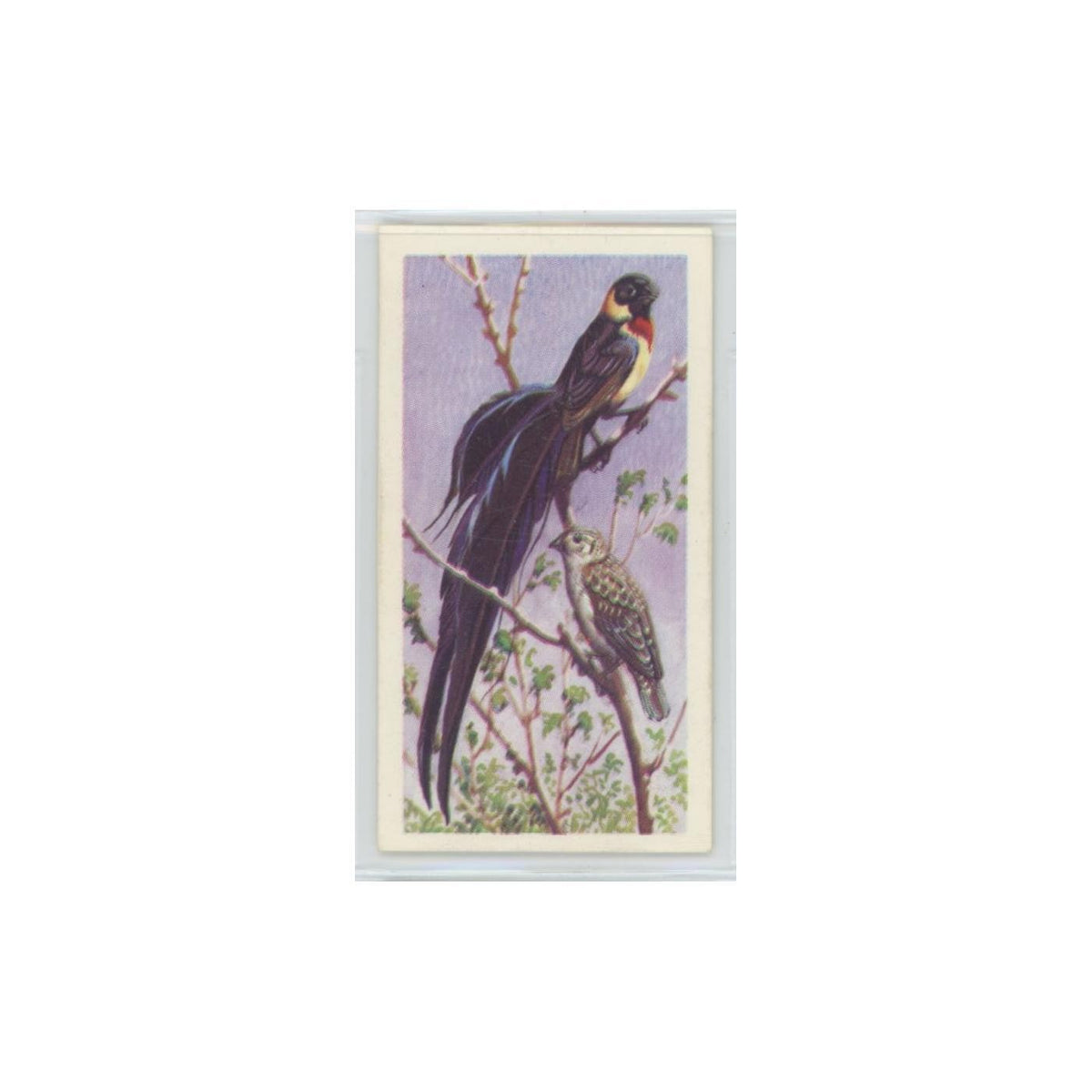 1961 Brooke Bond Tropical Birds Paradise Whydah #10