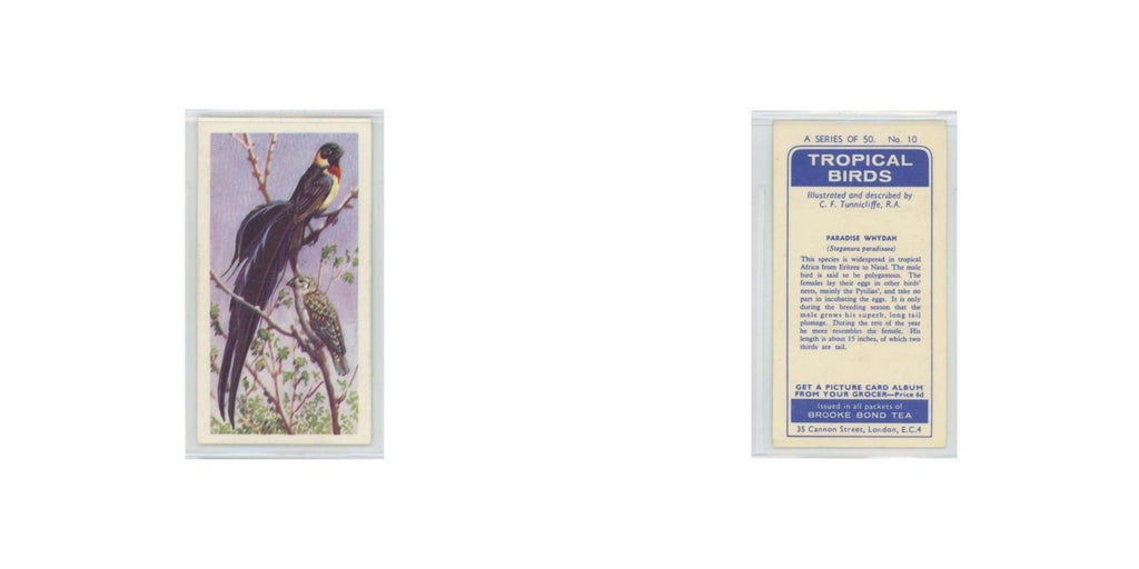 1961 Brooke Bond Tropical Birds Paradise Whydah #10