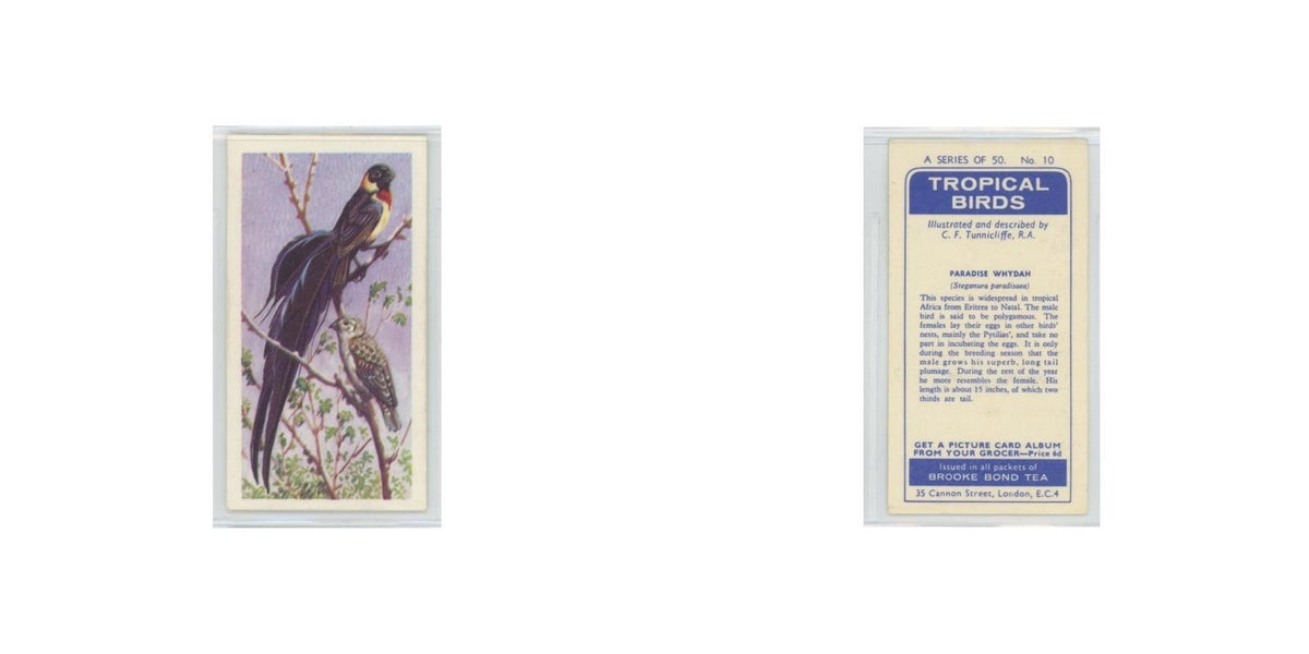 1961 Brooke Bond Tropical Birds Paradise Whydah #10