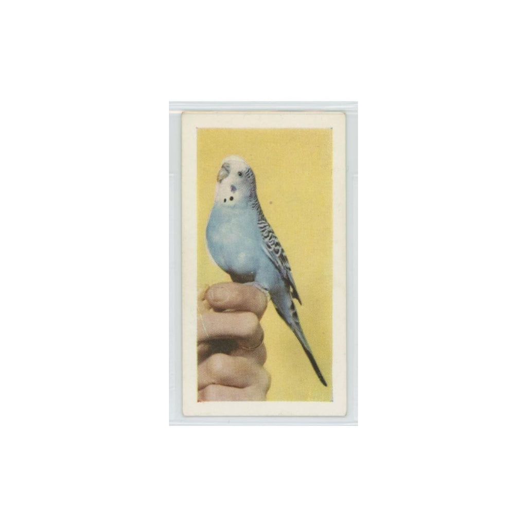 1960 Horniman's Tea Pets Budgerigar #21